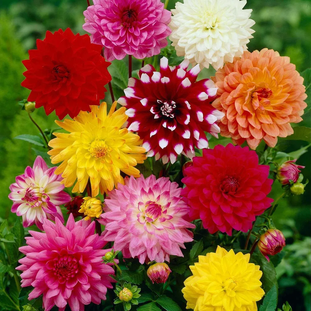 5 dahlias en mélange bio - le sachet de 5 bulbes / calibre i