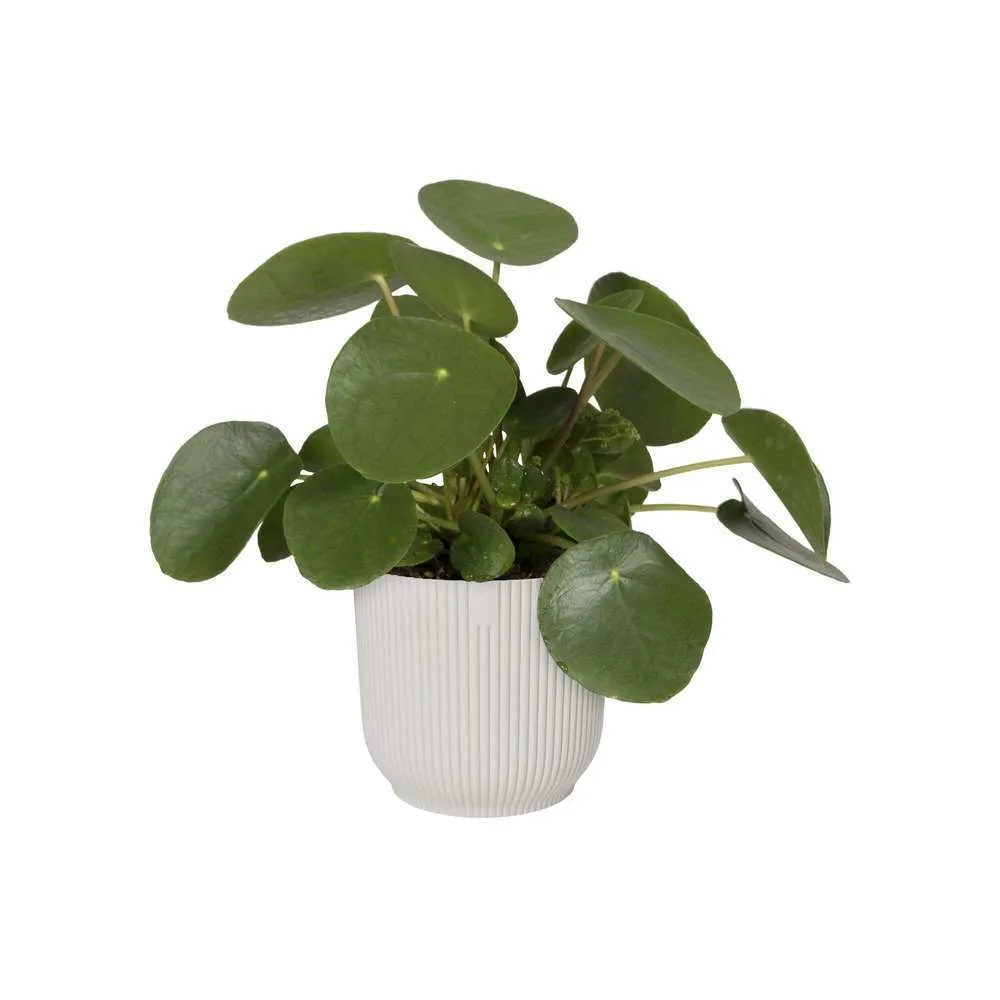 Cache Pot Vibes Fold Rond Ø22cm Blanc