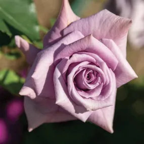 Rosier 'charles de gaulle' ® (rosa 'charles de gaulle' ®) - racines nues - taille 20/30cm